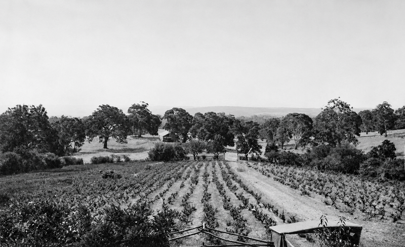 View from the Aberfoyle homestead looking across the vineyard to farm buildings and the hills beyond