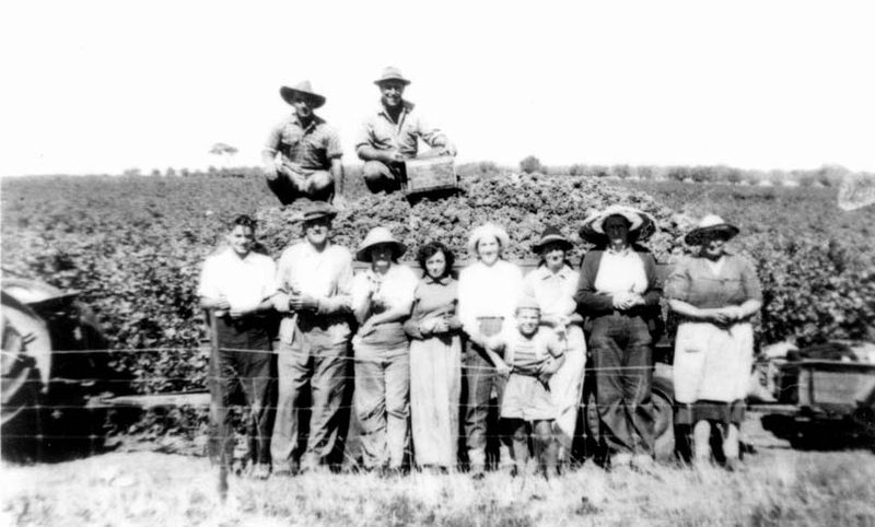 Black-and-white photograph of grape pickers posed before a vineyard beside a heaped load of harvested grapes. Two men in broad-brimmed hats sit on top of the load; below them a row of nine people — men in work clothes, women in aprons and sun hats, and a small boy in shorts — stand along a wire fence, with vine rows and scattered trees running to the horizon and a trailer at right