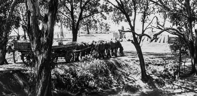 Horse team hauling a loaded wagon through bush towards the Tintara winery buildings, 1867