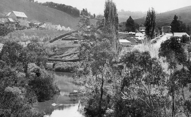 Black-and-white photograph looking across the tree-lined Onkaparinga River toward the Clarendon township, with buildings and the multi-storey winery complex visible on the hillside above the far bank