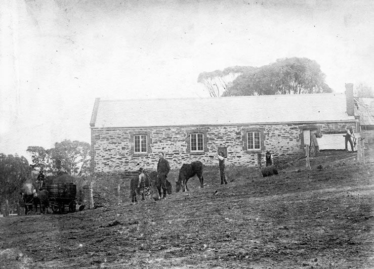 Black-and-white photograph of a long single-storey stone cellar building with a corrugated roof and several small windows, several men working with horses on the bare ground in front, a horse-drawn wagon carrying a large barrel at left, and tall gum trees rising behind the building