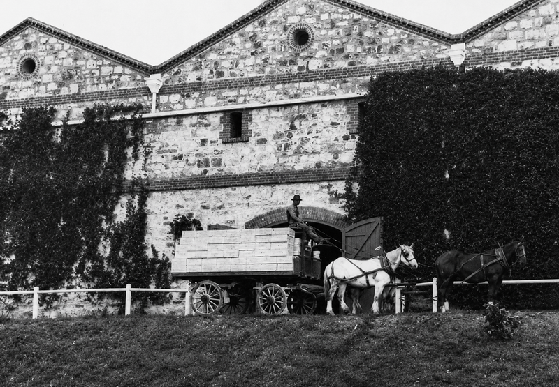 Black-and-white photograph of a horse-drawn wagon parked in front of the ivy-covered stone and brick Horndale Winery cellar building, a driver on the wagon seat