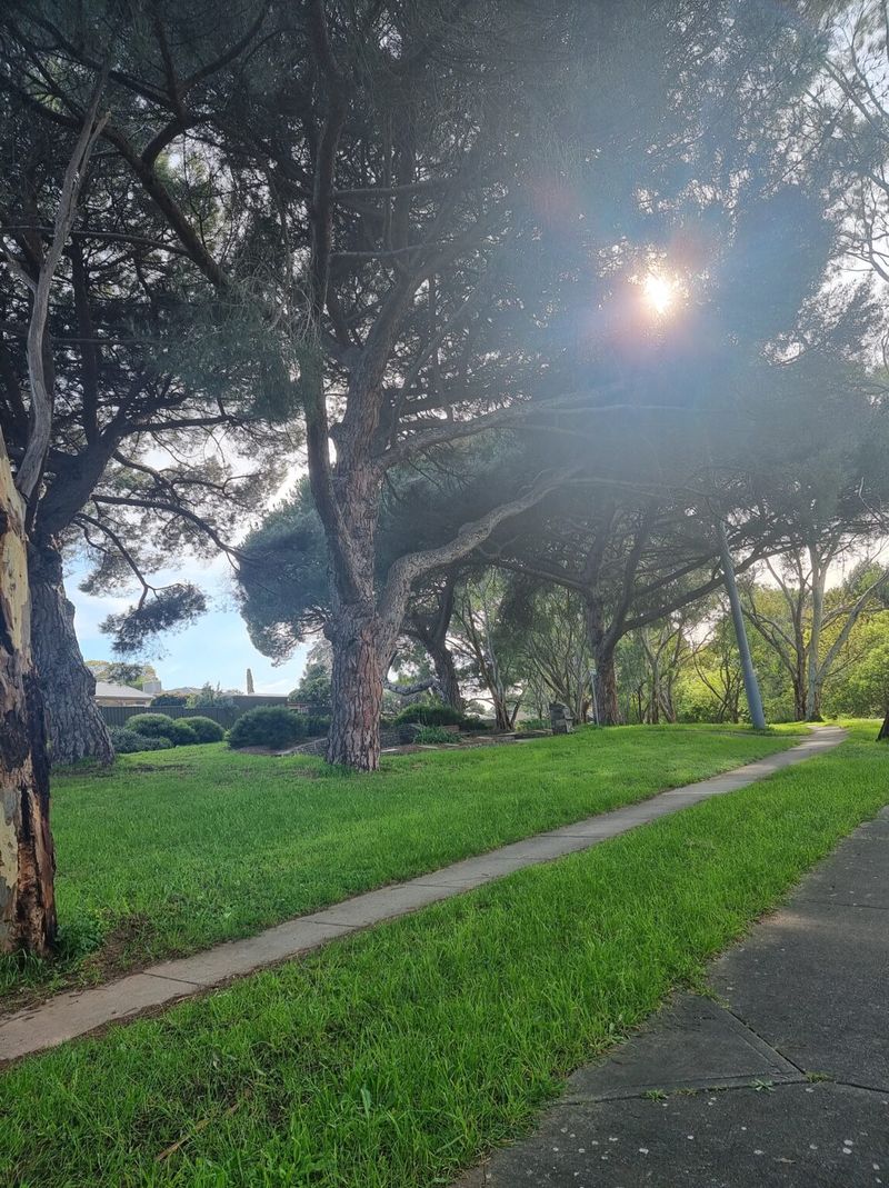 Colour photograph of a park with large pine trees casting dappled sunlight over a grass lawn with a concrete path, the site of John Reynell's original homestead