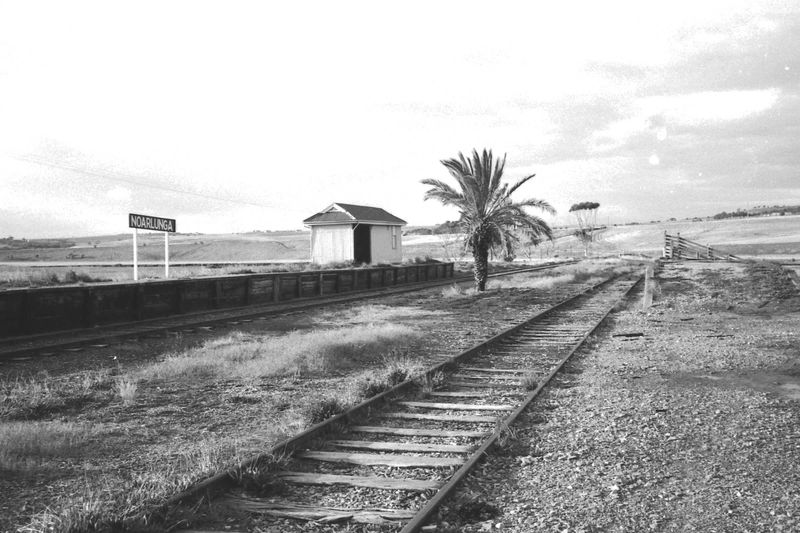 Black-and-white photograph of the bare Noarlunga station — a low timber platform with a small weatherboard waiting shed, a nameboard sign, and a solitary palm tree, open farmland beyond