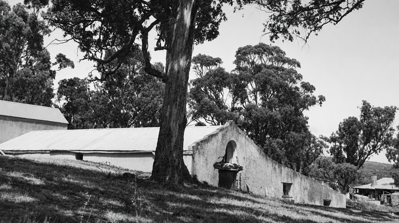 The original Tintara winery building set into a hillside, with a large gum tree in the foreground