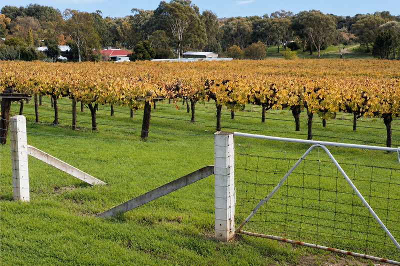 Colour photograph of rows of autumnal golden-leafed vines at Stony Hill Vineyard, with gum trees and farm buildings in the background and a metal gate in the foreground