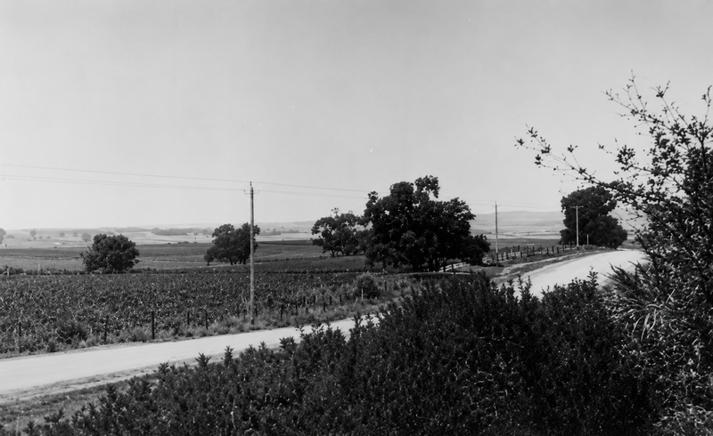 Reynella vineyards viewed from Reynell Road, circa 1960s