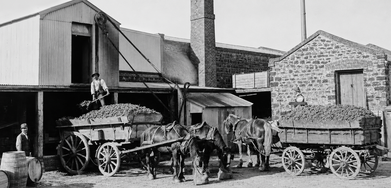 Two horse-drawn wagons loaded with grapes beside a winder at the Tintara winery yard, 1901