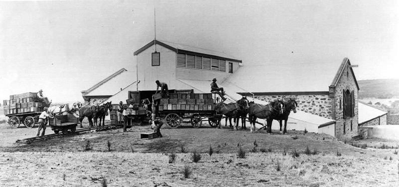 Black-and-white photograph of the Vale Royal Winery — multiple horse-drawn wagons loaded with crates being unloaded outside the winery building, workers on the wagons, a stone chapel at right